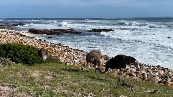 Lonely Ostriches Pasture Cape Good Hope South Africa — Video Stock
