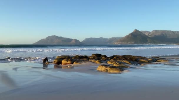 Lonely Dog Empty Beach Western Cape South Africa — Vídeo de stock