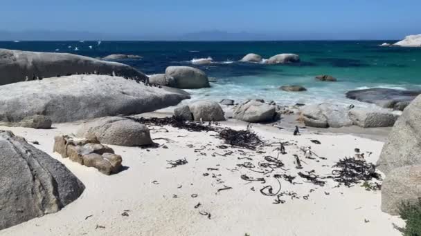Pingüinos Africanos Playa Rocas Ciudad Del Cabo Sudáfrica — Vídeos de Stock