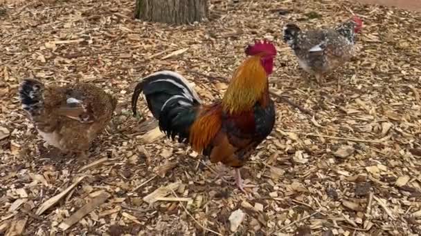 Cochin Large Domestic Chicken Farm South Africa Derives Large Feather — Stock Video