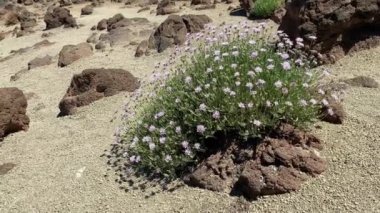 Teide Ulusal Parkı 'ndaki manzara Tenerife' de, Spains Kanarya Adaları 'nın en büyüğü. Adını İspanya 'nın en yüksek zirvesi olan Teide Dağı' ndan almıştır.