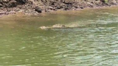 Frio nehrinde büyük bir timsah. Vahşi yaşam Rio Frio nehrindeki turist teknesini izliyor Cano Negro bataklığı, kuzey Kosta Rika