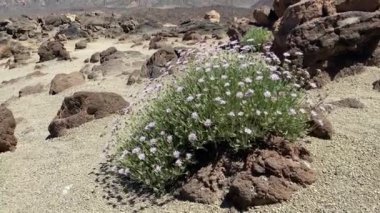 Teide Ulusal Parkı 'ndaki manzara Tenerife' de, Spains Kanarya Adaları 'nın en büyüğü. Adını İspanya 'nın en yüksek zirvesi olan Teide Dağı' ndan almıştır.