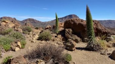 Teide Ulusal Parkı 'ndaki manzara Tenerife' de, Spains Kanarya Adaları 'nın en büyüğü. Adını İspanya 'nın en yüksek zirvesi olan Teide Dağı' ndan almıştır.