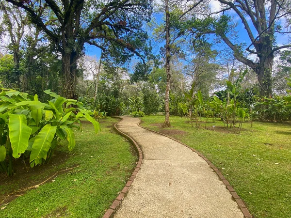 兰开斯特植物园 Lankester Botanical Gardens 是哥斯达黎加卡塔戈郊外的一组植物园 这个花园对公众开放 但由哥斯达黎加大学经营 — 图库照片