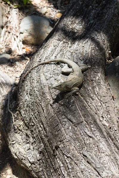 Ігуана Відпочиває Тіні Стовбурі Дерева Національному Парку Рінкон Єха Коста — стокове фото