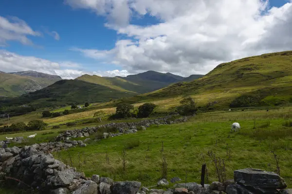 Snowdonia Ulusal Parkı 'ndaki yemyeşil çayırlar üzerinde otlayan koyunlar.