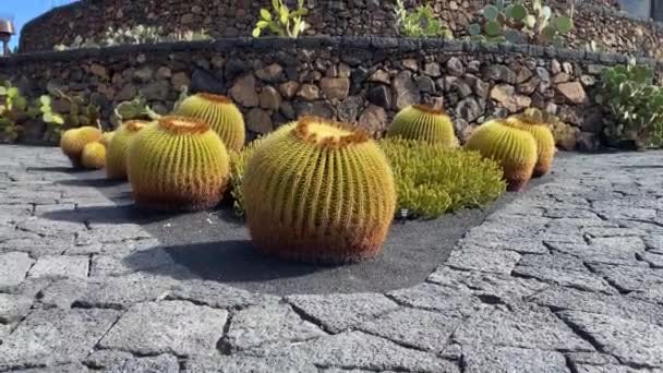 Jardn Cactus Última Grande Obra Czar Manrique Teguise Ilhas Canárias Filmagem De Stock