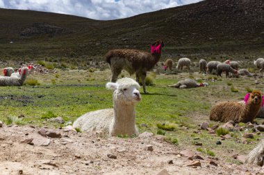 Altiplano, Peru 'daki çayırlarda dinlenen bir lama sürüsü.
