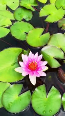 Çek Cumhuriyeti, Luhacovice gölünde yüzen görkemli bir nilüfer.