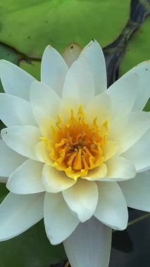 Çek Cumhuriyeti, Luhacovice gölünde yüzen görkemli bir nilüfer.