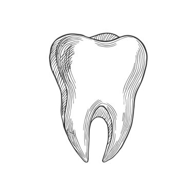 Diş, El Çekimi Vektörü, Grafik Tarzı, Çizgi Film İllüstrasyonu, Siyah ve Beyaz, Skeç Tarzı, Beyaz Arkaplanda İzole Edilmiş
