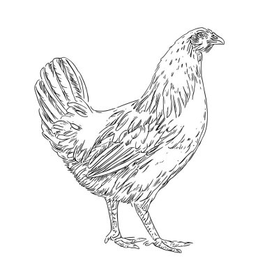 Tam Vücut Canlı Tavuk, El Çekimi Vektörü, Grafik Tarzı, Çizgi Film İllüstrasyonu, Siyah ve Beyaz, Skeç Tarzı, Beyaz Arkaplanda İzole Edilmiş
