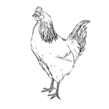 Tam Vücut Canlı Tavuk, El Çekimi Vektörü, Grafik Tarzı, Çizgi Film İllüstrasyonu, Siyah ve Beyaz, Skeç Tarzı, Beyaz Arkaplanda İzole Edilmiş