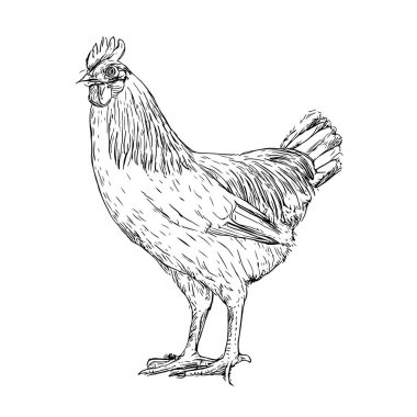 Full-Body Live Chicken, Hand-Drawn Vector, Graphic Style, Cartoon Illustration, Black and White, Sketch Style, Isolated on White Background clipart