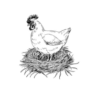 Full-Body Live Chicken, Hand-Drawn Vector, Graphic Style, Cartoon Illustration, Black and White, Sketch Style, Isolated on White Background clipart