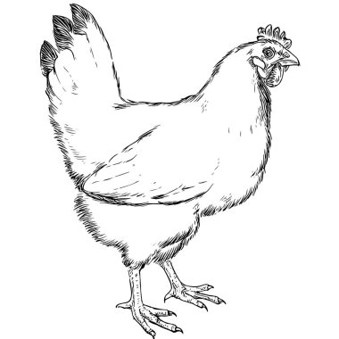 Full-Body Live Chicken, Hand-Drawn Vector, Graphic Style, Cartoon Illustration, Black and White, Sketch Style, Isolated on White Background clipart