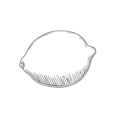 Taze Lemon, El Çizimi Vektörü, Grafik Tarzı, Çizgi Film İllüstrasyonu, Siyah ve Beyaz, Skeç Tarzı, Beyaz Arkaplanda İzole Edilmiş