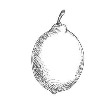 Taze Lemon, El Çizimi Vektörü, Grafik Tarzı, Çizgi Film İllüstrasyonu, Siyah ve Beyaz, Skeç Tarzı, Beyaz Arkaplanda İzole Edilmiş