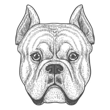 Köpek Yüzü, El Çekimi Vektörü, Grafik Tarzı, Çizgi Film İllüstrasyonu, Siyah ve Beyaz, Skeç Tarzı, Beyaz Arkaplanda İzole Edilmiş