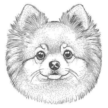 Köpek Yüzü, El Çekimi Vektörü, Grafik Tarzı, Çizgi Film İllüstrasyonu, Siyah ve Beyaz, Skeç Tarzı, Beyaz Arkaplanda İzole Edilmiş