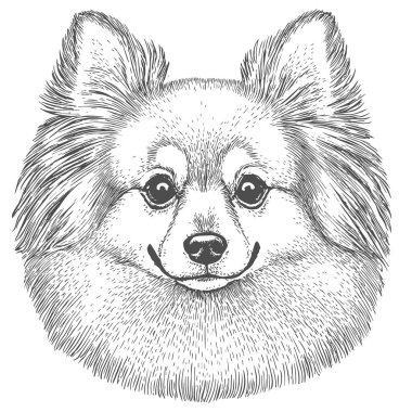 Köpek Yüzü, El Çekimi Vektörü, Grafik Tarzı, Çizgi Film İllüstrasyonu, Siyah ve Beyaz, Skeç Tarzı, Beyaz Arkaplanda İzole Edilmiş