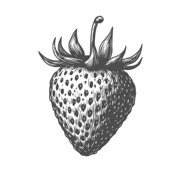 Çilek, El Çizimi Vektörü, Grafik Tarzı, Çizgi Film İllüstrasyonu, Siyah ve Beyaz, Skeç Tarzı, Beyaz Arkaplanda İzole Edilmiş