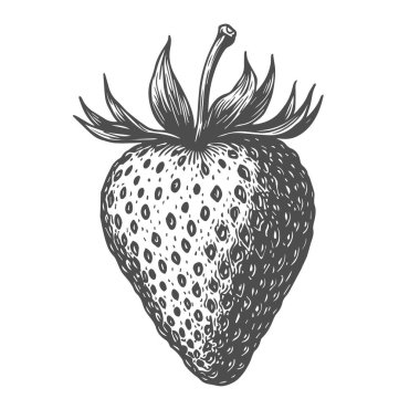 Çilek, El Çizimi Vektörü, Grafik Tarzı, Çizgi Film İllüstrasyonu, Siyah ve Beyaz, Skeç Tarzı, Beyaz Arkaplanda İzole Edilmiş