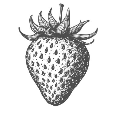 Çilek, El Çizimi Vektörü, Grafik Tarzı, Çizgi Film İllüstrasyonu, Siyah ve Beyaz, Skeç Tarzı, Beyaz Arkaplanda İzole Edilmiş