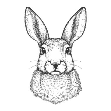 Yaban Tavşanı, El Çizimi Vektörü, Grafik Tarzı, Çizgi Film İllüstrasyonu, Siyah ve Beyaz, Skeç Tarzı, Beyaz Arkaplanda İzole Edilmiş