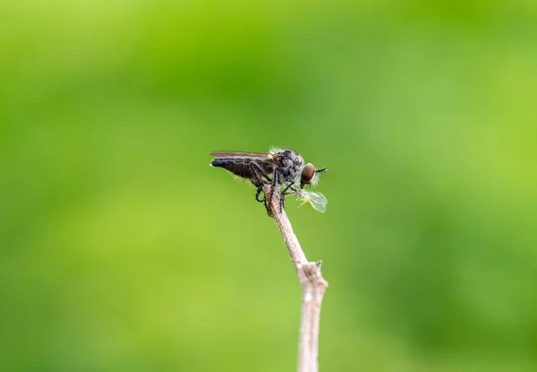 Räuberfliege Stock Frisst Blattläuse Vor Verschwommenem Grünen Hintergrund — Stockfoto