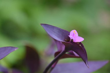 Hint İlaç Bitkileri Çiçekleri