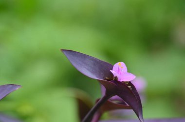 Hint İlaç Bitkileri Çiçekleri