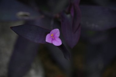 Hint İlaç Bitkileri Çiçekleri