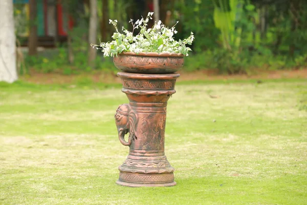 Decoratieve Plant Tuin — Stockfoto