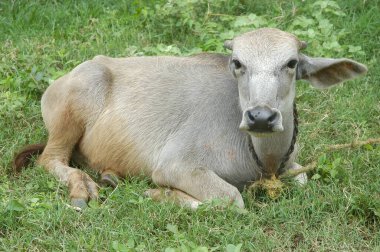 Hindistan Tarlalarında Öküz