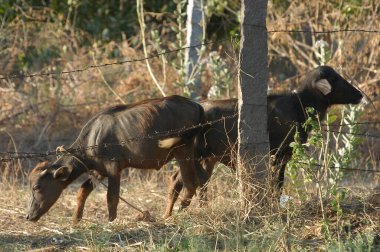 Bufalo kırsal alanda.
