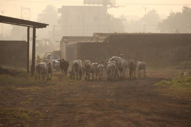 Rural adlı inek ana sayfa