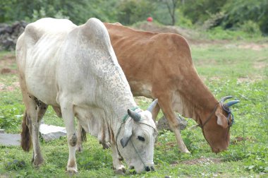 Rural adlı inek ana sayfa