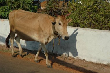 Rural adlı inek ana sayfa