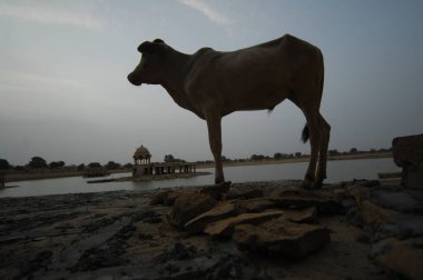 Rural adlı inek ana sayfa