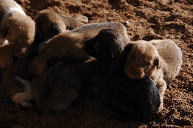 Yavru köpekler kumsalda