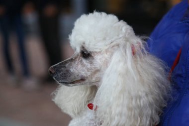 evde beslenen hayvan köpek vasıl ev