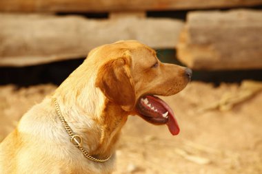 Evcil Köpek Evi 'ne yakın çekim