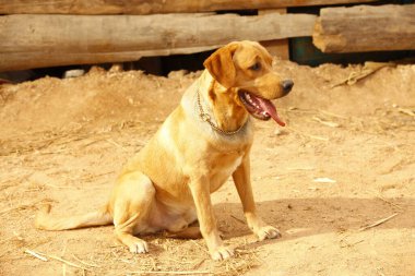 Evcil Köpek Evi 'ne yakın çekim