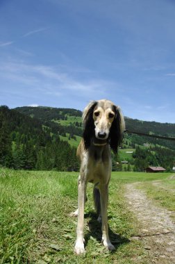 evde beslenen hayvan köpek vasıl ev