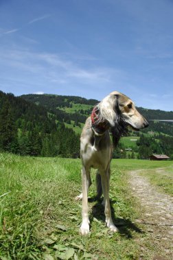 evde beslenen hayvan köpek vasıl ev