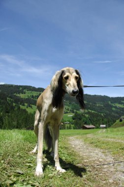 evde beslenen hayvan köpek vasıl ev