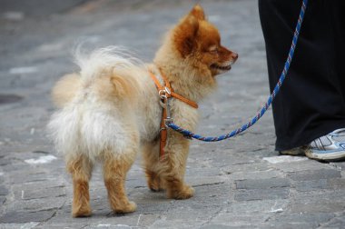 evde beslenen hayvan köpek vasıl ev