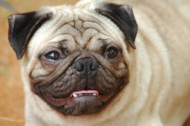 evde beslenen hayvan köpek vasıl ev